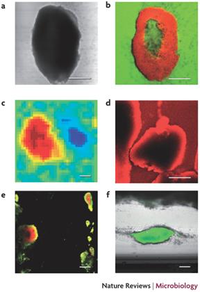 Physiological Heterogeneity in Biofilms