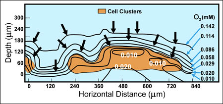 A countour map of oxygen concentrations