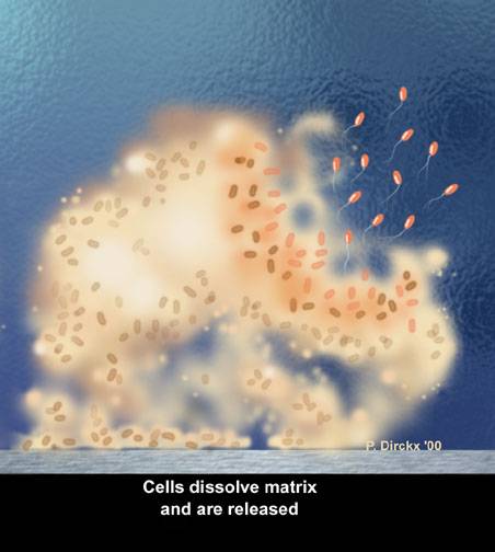 Cell Detachment in a Biofilm 