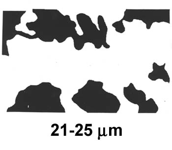 Biofilm Lifecycle