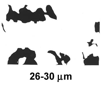 Biofilm Lifecycle