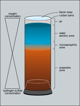 Figure  4. The column contains at least two steep gradients (oxygen and hydrogen sulfide).